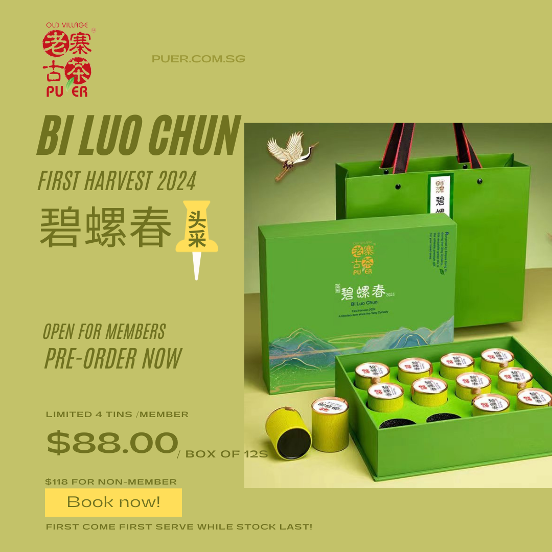 Unveiling the Splendor of Bi Luo Chun: First Harvest of 2024