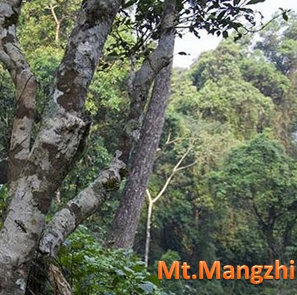 Mt. Mangzhi 莽枝古树