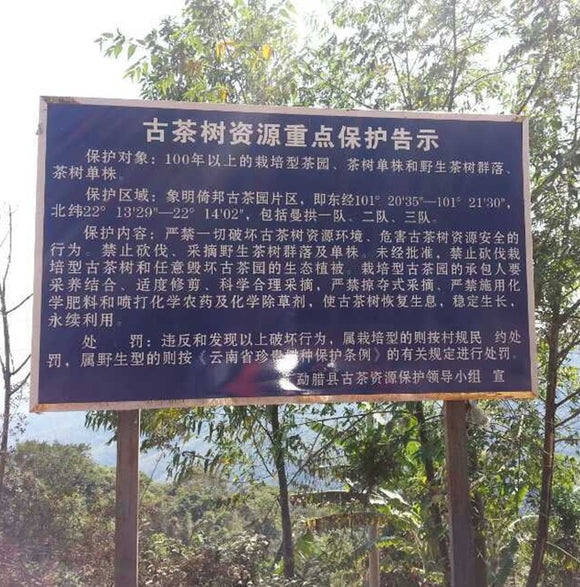 Mt. Yibang 倚邦古树