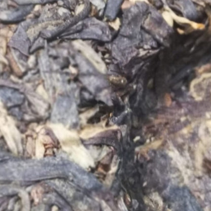 King of Sheng Pu'erh - Lao Ban Zhang PuEr tea cake 357g, ancient trees, Millennium Edition 茶王老班章 生普洱之王 2000