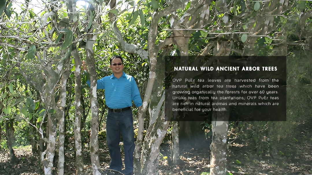 Man standing among ancient arbor trees with a sign about the trees' origin.